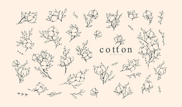 Cotton plant logo and branch. Hand drawn line wedding herb, elegant leaves for invitation save the date card. Botanical rustic trendy greenery