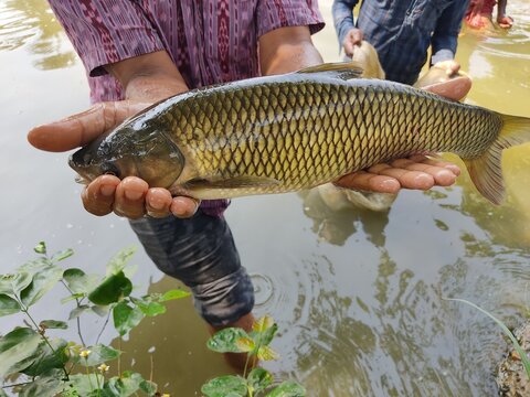 Big Grass Carp Fish in hand of a fisher man