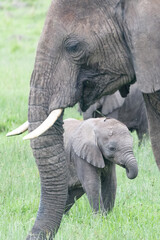 Fototapeta na wymiar African elephant and her calf