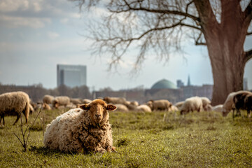 Schafe auf den Rheinwiesen in Düsseldorf