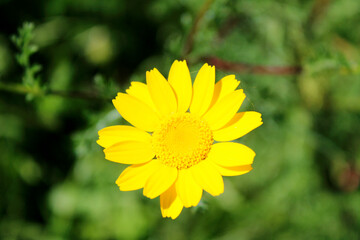 Yellow Flower in the Garden
