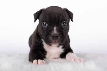 Black and white American Staffordshire Terrier dog or AmStaff puppy on white background