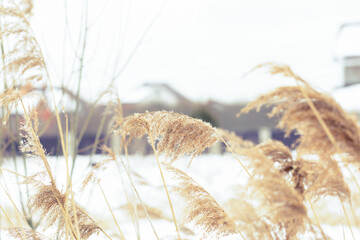 Dry grass in a field in winter.