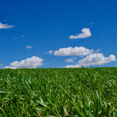 Cloudy blue sky and spring greenery. Crops emerging from the ground in the fields. Green fields in front of rural village landscape. Dirt country roads, plowed fields and dry trees. Focus is selective