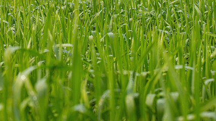 A field of young wheat on a sunny summer day as a background