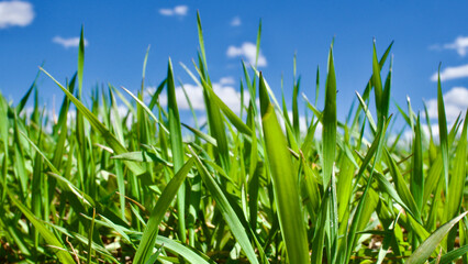 Obraz premium Cloudy blue sky and spring greenery. Crops emerging from the ground in the fields. Green fields in front of rural village landscape. Dirt country roads, plowed fields and dry trees. Focus is selective