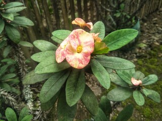 Beautifull euphorbia flowers in the garden