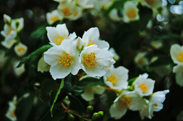 Fototapeta premium Jasmine branch with delicate white flowers and yellow center and green leaves on the bush on a summer day