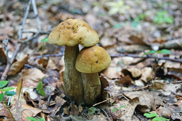 Boletus edulis with a brown hat and white stalk grows in the woods in autumn