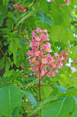Pink chestnut flowers with delicate petals on a branch with green leaves on a spring day