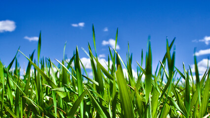 Obraz premium Cloudy blue sky and spring greenery. Crops emerging from the ground in the fields. Green fields in front of rural village landscape. Dirt country roads, plowed fields and dry trees. Focus is selective