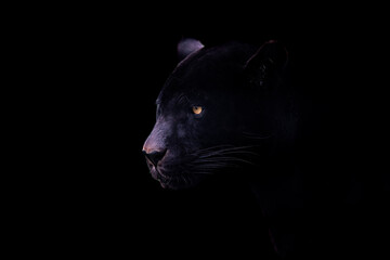 A black jaguar with a black background