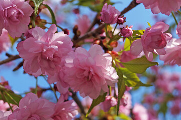 Sakura branch with delicate flowers and buds with pink petals on a tree in the park on a spring day
