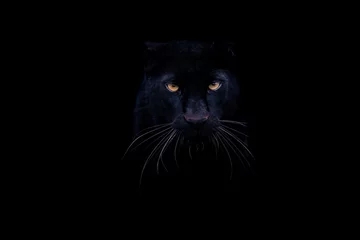 Foto op Plexiglas A black panther with a black background © AB Photography