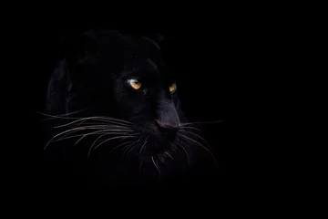 Zelfklevend Fotobehang A black panther with a black background © AB Photography