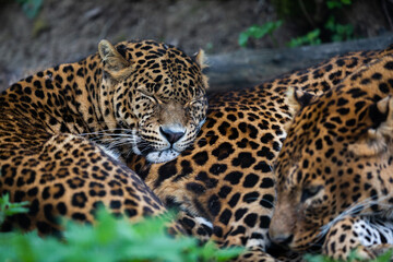 Two leopards sleeping in the forest