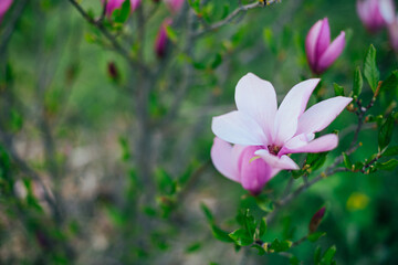 Naklejka na ściany i meble Young magnolia tree in the garden, spring concept