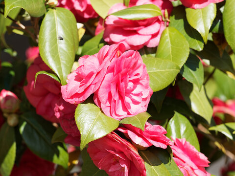 Camellia japonica | Japanische Kamelien. Einzigartiger Strauch mit fantastischen roten Bl&uuml;ten in Kontrast zu den dunkelgr&uuml;nen leuchtenden Bl&auml;ttern
