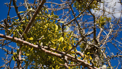 Mistletoe that lives parasitic on tree branches. Mistletoe harmful to trees.