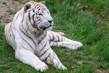Fototapeta na wymiar A white tiger sleeping in the forest