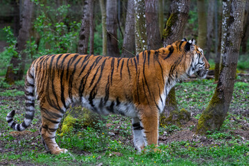 Portrait of a tiger in the forest