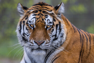 Fototapeta na wymiar Portrait of a tiger in the forest