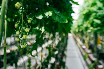 Unreife Tomaten in einem Gewächshaus