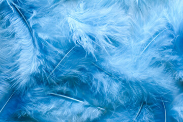 Texture of blue feathers macro, feathers background