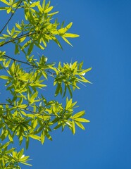 Bright green pointed leaves on willow oak branch against blue spring sky. Close-up. Landscape park...
