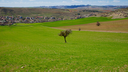 Cloudy blue sky and spring greenery. Crops emerging from the ground in the fields. Green fields in front of rural village landscape. Dirt country roads, plowed fields and dry trees. Focus is selective