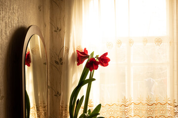 Vintage and retro window with red flowers. Grunge and old building with white curtains in warm light. Reference concept background photo