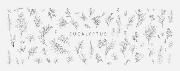 Floral branches of different types of eucalyptus, silver dollar, baby blue, blue gum, seeded. Hand drawn wedding herb with elegant leaves - obrazy, fototapety, plakaty