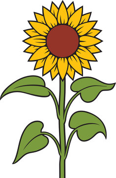 Sunflower stem color vector illustration