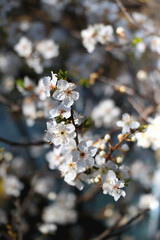 Spring blossoms on the tree. Selective focus.