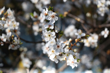 Spring blossoms on the tree. Selective focus.