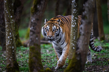 Obraz premium Portrait of a tiger in the forest