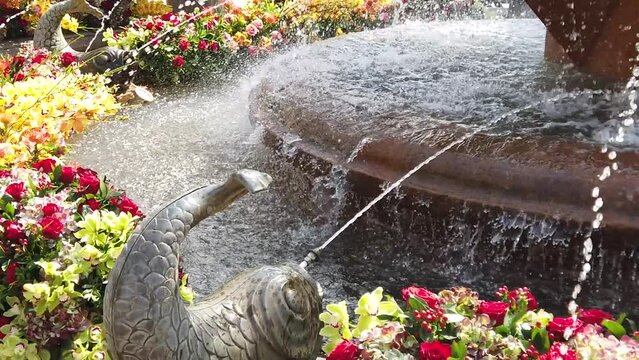 TIMFLORALIS international flower festival held in Timisoara, Romania. Details of a pubic fountain with flower decorations