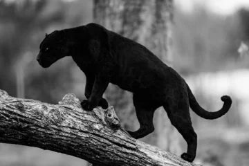 Raamstickers A black jaguar sleeping on the tree © AB Photography