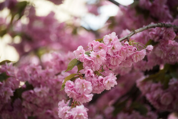 closeup of pink cherry blossom flowers in ornemental cherry tree