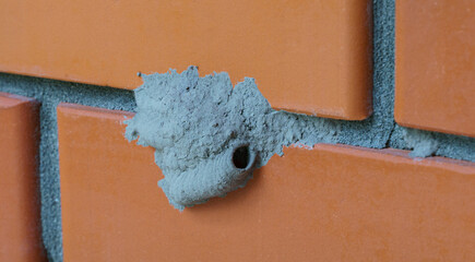 Macro of clay nest with Sceliphron mud wasp larvae. Mud cocoons of  wild Potter wasp on brick wall. - obrazy, fototapety, plakaty