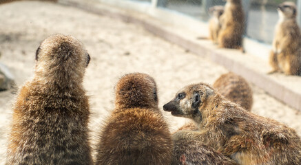 Group of meerkats gossiping, talking with each other in the zoo, back view photo of meerkat animals.