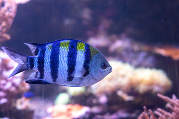 Tropical fish swimming alone in the aquarium among coral reef.