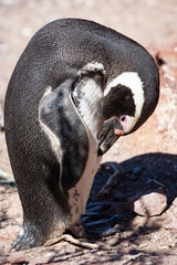Pinguino di Magellano nel suo habitat naturale in Patagonia  - obrazy, fototapety, plakaty