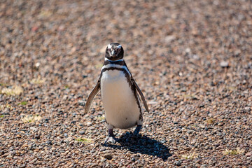 Pinguino di Magellano nel suo habitat naturale in Patagonia  © alex.pin