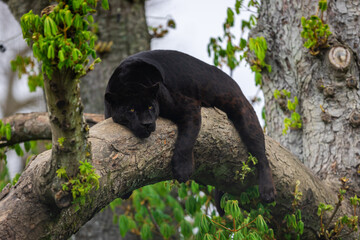 A black jaguar sleeping on the tree © AB Photography