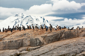 Pinguini di Magellano nel loro habitat naturale in Patagonia  © alex.pin