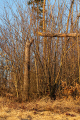 Fototapeta premium Broken tree after a storm in the meadow.