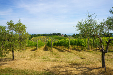 Fototapeta na wymiar Vineyards of Chianti at summer