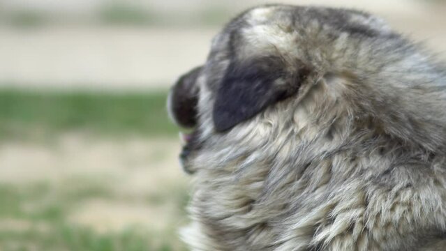 Sharplaninec or Illyrian Shepherd Dog resting on the green meadow