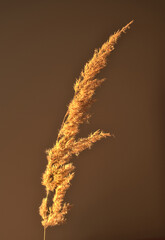 Trawy ozdobne oświetlane promieniami zachodzącego słońca © Oliwia